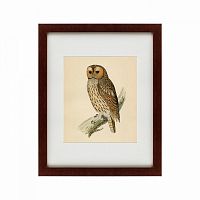 картина: brown owl, 1760 в Иваново