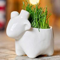 набор для выращивания eco овечка в Иваново