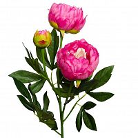 пион розовый 64 см (24) в Иваново