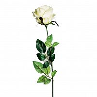 роза белая 71 см (24) в Иваново