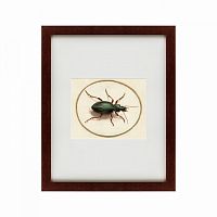 картина: beetle, 1700 в Иваново