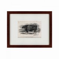 картина: a short horned steer, 1849 в Иваново