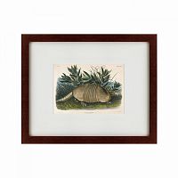 картина: armadillo (dasypus peba), 1848 в Иваново