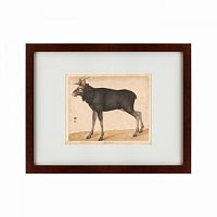 картина: moose, 1560 в Иваново