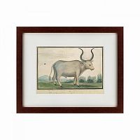 картина: cape ox, 1778 в Иваново
