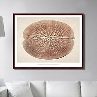 картина: leaf of a gigantic water lily, 1870г. в Иваново