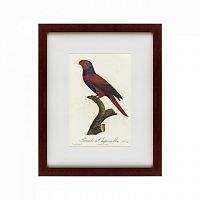 картина: perruche a chaperon bleu, 1801 в Иваново